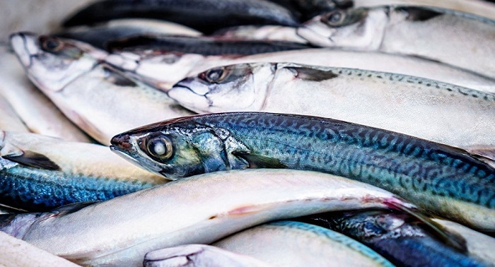 Up to 20,000 dead fish, animals washed up on Eastern Canadian Coast 